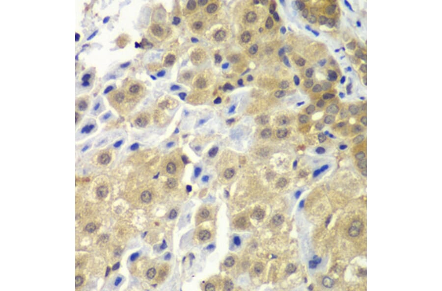 Immunohistochemistry - Anti-SGTA Antibody (A7306) - Antibodies.com