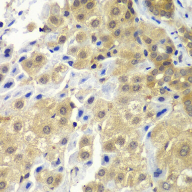 Immunohistochemistry - Anti-SGTA Antibody (A7306) - Antibodies.com