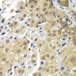 Immunohistochemistry - Anti-SGTA Antibody (A7306) - Antibodies.com