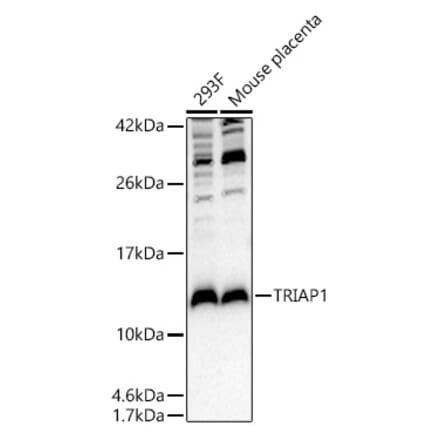 Western Blot - Anti-TRIAP1 Antibody (A10110) - Antibodies.com