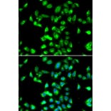 Immunofluorescence - Anti-Kallistatin/PI-4 Antibody (A10112) - Antibodies.com