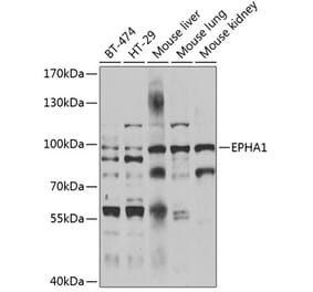 Western Blot - Anti-EPHA1 Antibody (A7328) - Antibodies.com