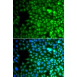 Immunofluorescence - Anti-ZNF195 Antibody (A10123) - Antibodies.com