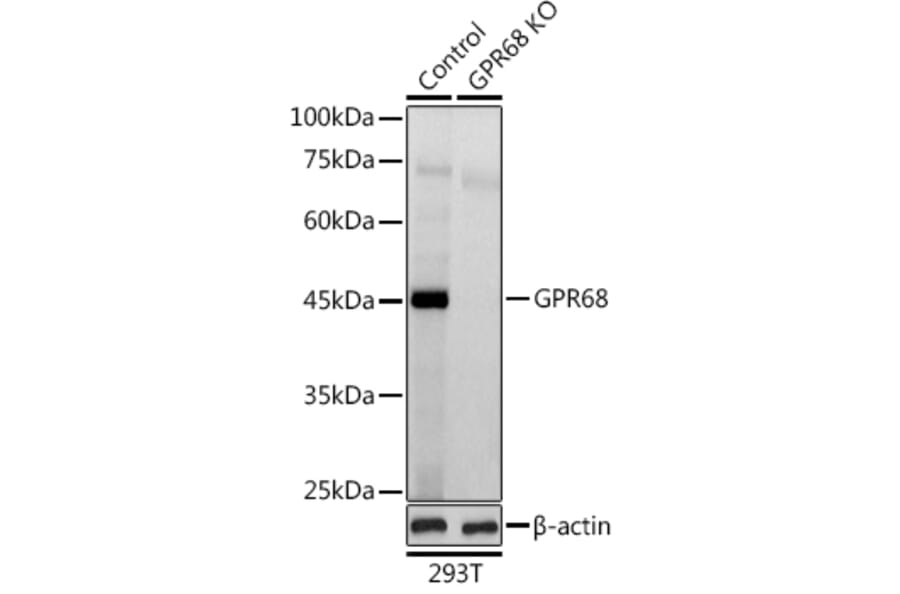 Western Blot - Anti-OGR1 Antibody (A10124) - Antibodies.com