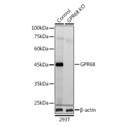 Western Blot - Anti-OGR1 Antibody (A10124) - Antibodies.com