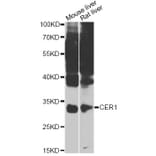 Western Blot - Anti-CER1 Antibody (A7354) - Antibodies.com
