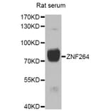Western Blot - Anti-ZNF264 Antibody (A7356) - Antibodies.com