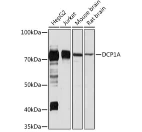 Western Blot - Anti-Dcp1a Antibody (A10130) - Antibodies.com