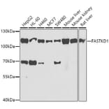 Western Blot - Anti-FASTKD1 Antibody (A10132) - Antibodies.com