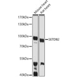 Western Blot - Anti-CLLD8/SETDB2 Antibody (A10134) - Antibodies.com
