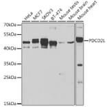 Western Blot - Anti-PDCD2L Antibody (A10135) - Antibodies.com