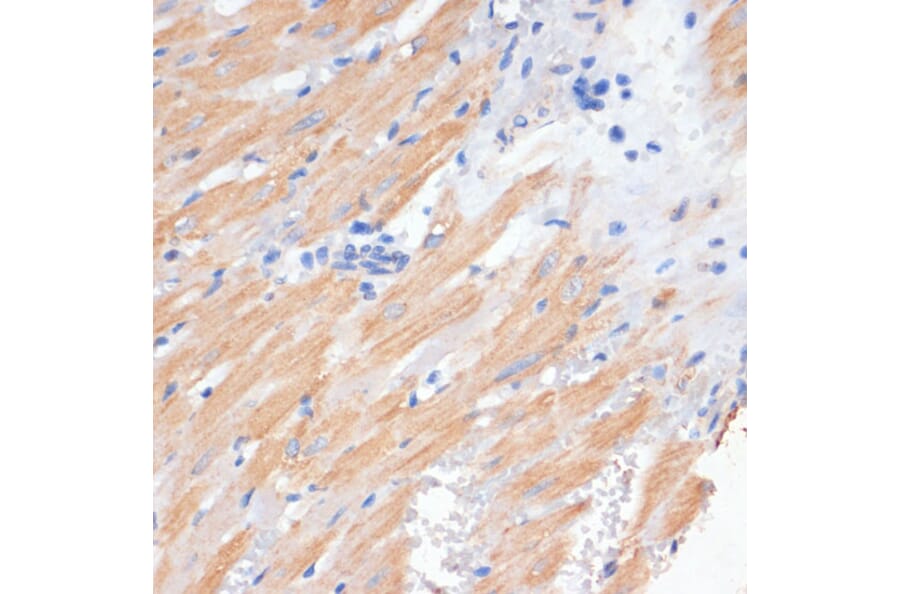 Immunohistochemistry - Anti-PDCD2L Antibody (A10135) - Antibodies.com