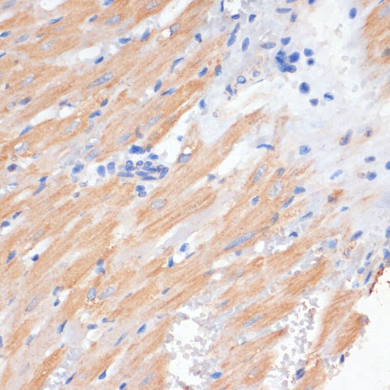 Immunohistochemistry - Anti-PDCD2L Antibody (A10135) - Antibodies.com