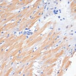Immunohistochemistry - Anti-PDCD2L Antibody (A10135) - Antibodies.com