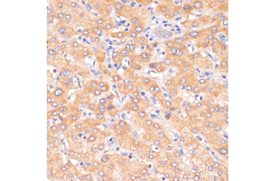 Immunohistochemistry - Anti-PDCD2L Antibody (A10135) - Antibodies.com
