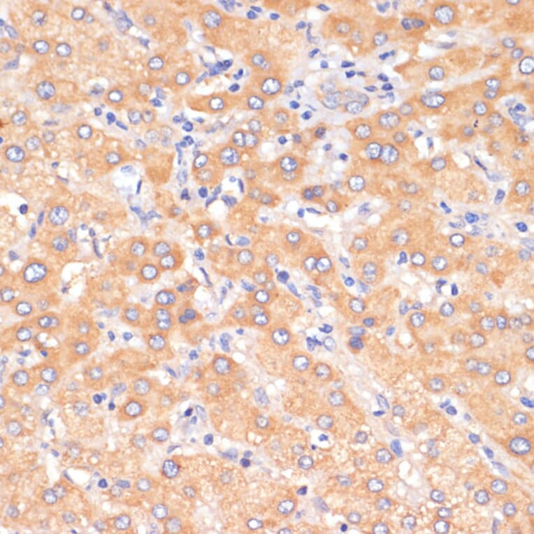 Immunohistochemistry - Anti-PDCD2L Antibody (A10135) - Antibodies.com
