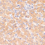 Immunohistochemistry - Anti-PDCD2L Antibody (A10135) - Antibodies.com