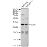 Western Blot - Anti-IKIP Antibody (A10138) - Antibodies.com