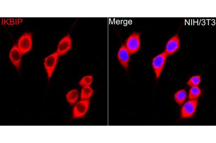 Immunofluorescence - Anti-IKIP Antibody (A10138) - Antibodies.com