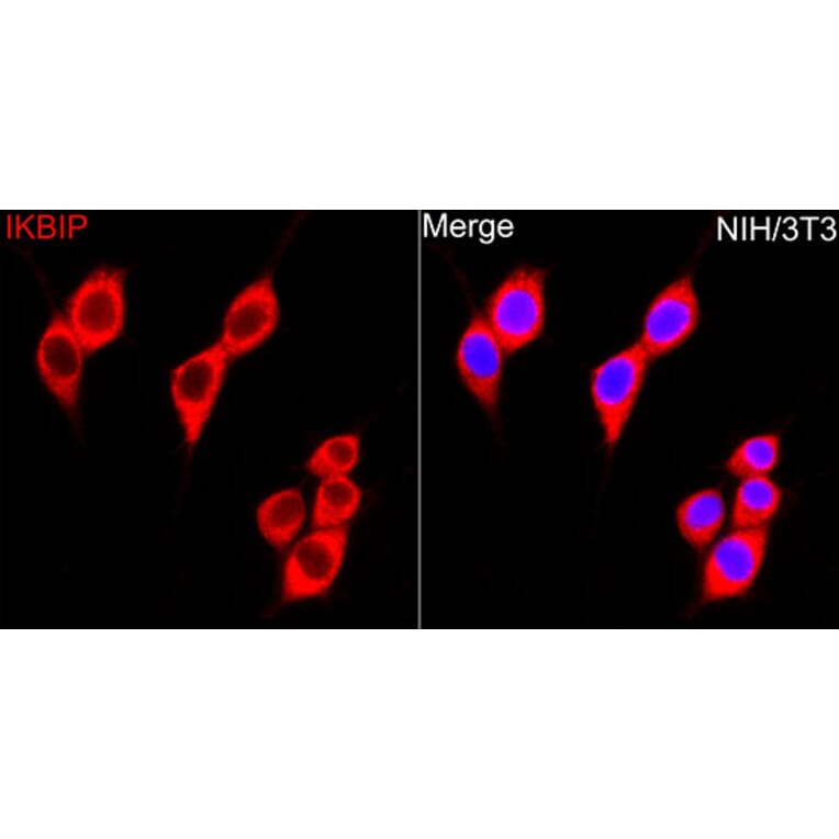 Immunofluorescence - Anti-IKIP Antibody (A10138) - Antibodies.com