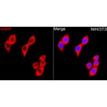 Immunofluorescence - Anti-IKIP Antibody (A10138) - Antibodies.com