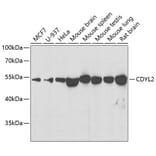 Western Blot - Anti-CDYL2 Antibody (A10139) - Antibodies.com