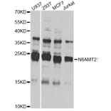 Western Blot - Anti-N6AMT2 Antibody (A7404) - Antibodies.com
