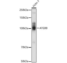 Western Blot - Anti-ATG9B Antibody (A10143) - Antibodies.com