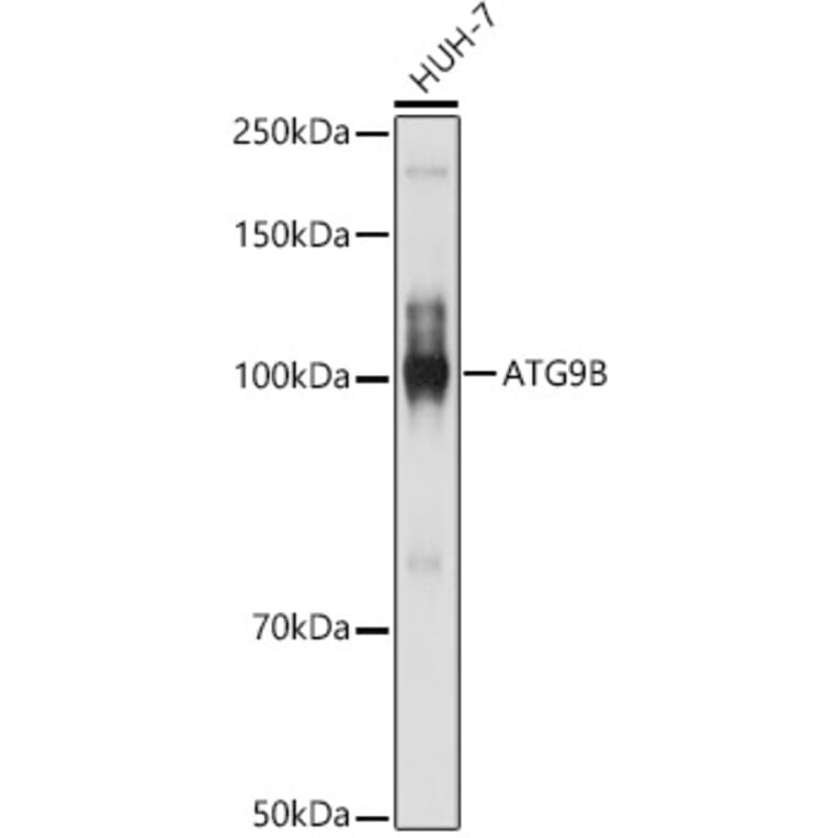 Western Blot - Anti-ATG9B Antibody (A10143) - Antibodies.com