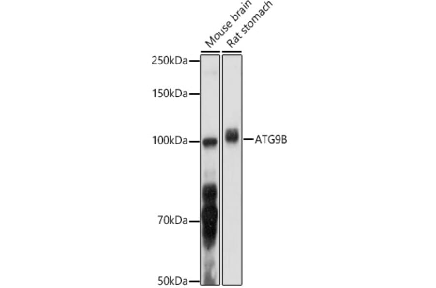 Western Blot - Anti-ATG9B Antibody (A10143) - Antibodies.com