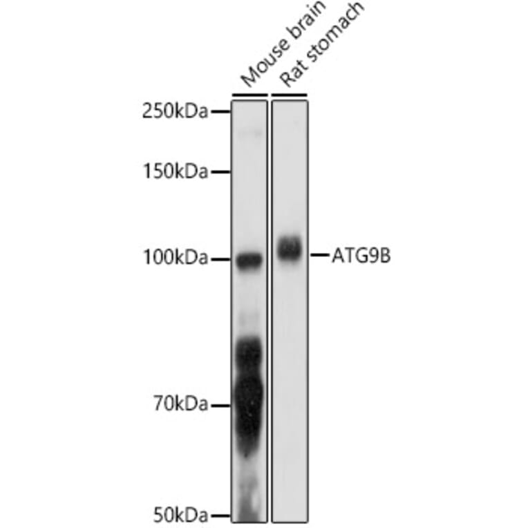 Western Blot - Anti-ATG9B Antibody (A10143) - Antibodies.com