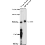 Western Blot - Anti-ATG9B Antibody (A10143) - Antibodies.com