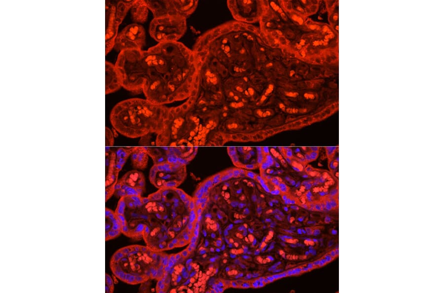 Immunofluorescence - Anti-ATG9B Antibody (A10143) - Antibodies.com