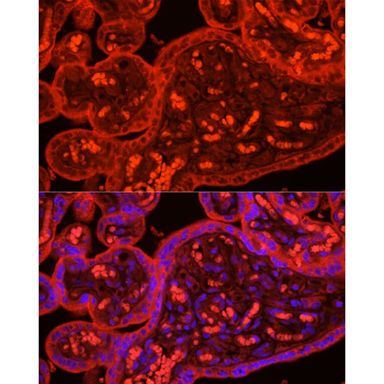 Immunofluorescence - Anti-ATG9B Antibody (A10143) - Antibodies.com