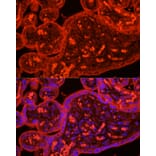 Immunofluorescence - Anti-ATG9B Antibody (A10143) - Antibodies.com