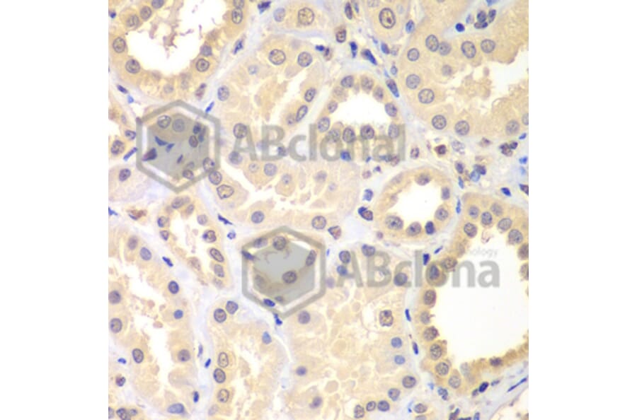 Immunohistochemistry - Anti-SPIN2B Antibody (A7407) - Antibodies.com