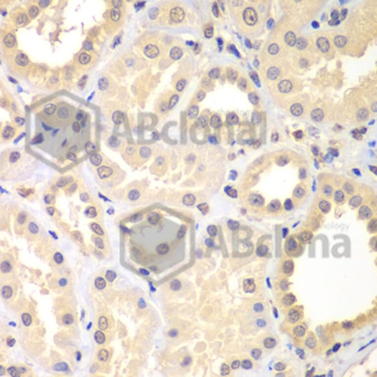 Immunohistochemistry - Anti-SPIN2B Antibody (A7407) - Antibodies.com