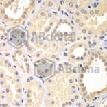 Immunohistochemistry - Anti-SPIN2B Antibody (A7407) - Antibodies.com