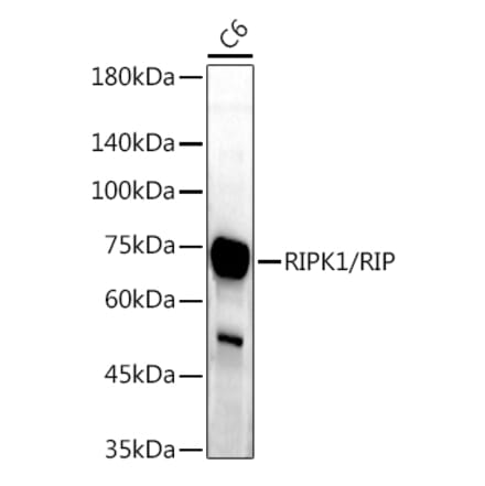 Western Blot - Anti-RIP Antibody (A10146) - Antibodies.com