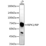 Western Blot - Anti-RIP Antibody (A10146) - Antibodies.com