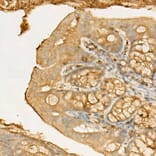 Immunohistochemistry - Anti-RIP Antibody (A10146) - Antibodies.com