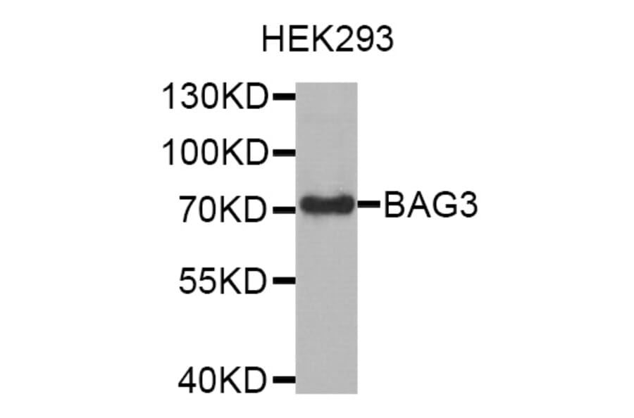 Western Blot - Anti-BAG3 Antibody (A7417) - Antibodies.com