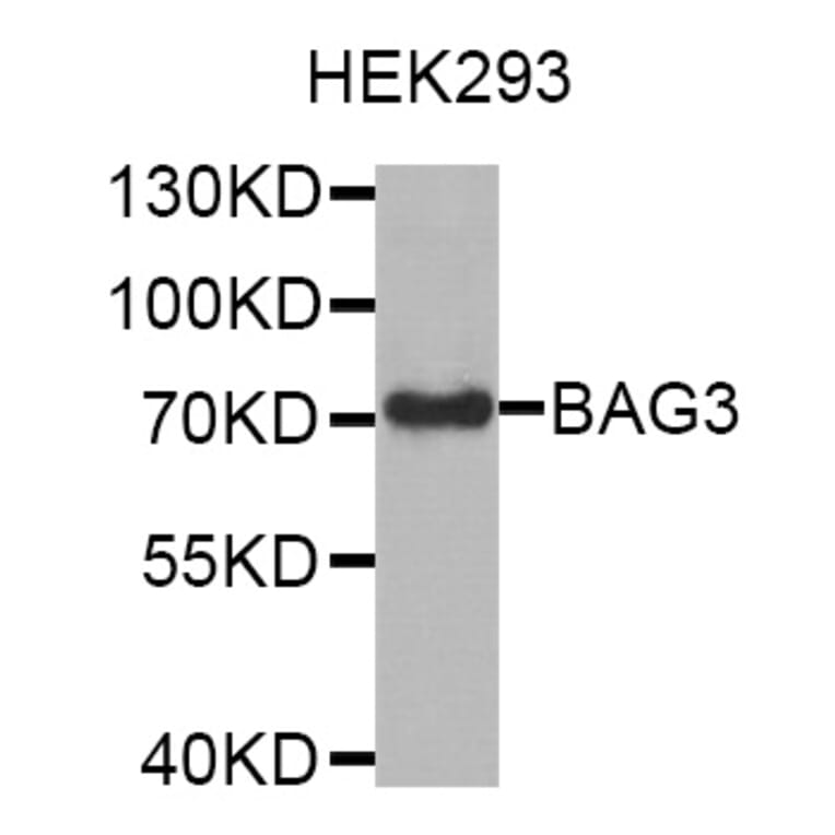 Western Blot - Anti-BAG3 Antibody (A7417) - Antibodies.com