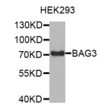 Western Blot - Anti-BAG3 Antibody (A7417) - Antibodies.com