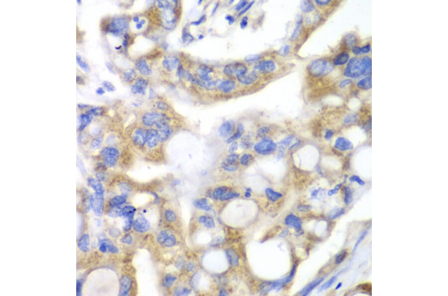 Immunohistochemistry - Anti-Pancreatic Lipase/PTL Antibody (A10149) - Antibodies.com