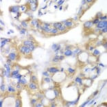 Immunohistochemistry - Anti-Pancreatic Lipase/PTL Antibody (A10149) - Antibodies.com