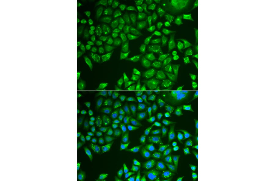Immunofluorescence - Anti-Pancreatic Lipase/PTL Antibody (A10149) - Antibodies.com