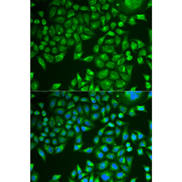Immunofluorescence - Anti-Pancreatic Lipase/PTL Antibody (A10149) - Antibodies.com