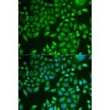 Immunofluorescence - Anti-Pancreatic Lipase/PTL Antibody (A10149) - Antibodies.com
