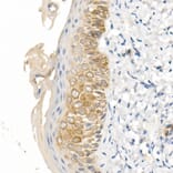 Immunohistochemistry - Anti-Cytokeratin 16/K16 Antibody (A10153) - Antibodies.com